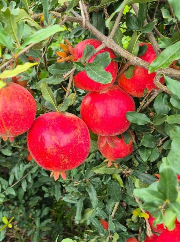 Pomegranate